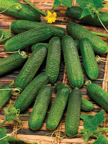 Cucumber - Pickling/Snacking