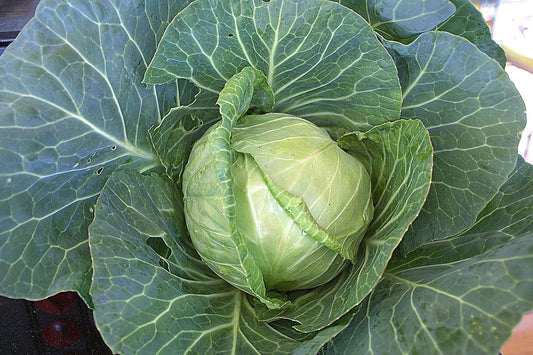 Cabbage, Green - 2 Pack